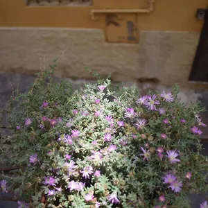 Appartamento Casa San Michele - Monolocale Con Bagno E Cottura, Piombino
